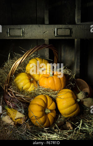 Citrouilles dans un panier au soleil dans un hangar Banque D'Images