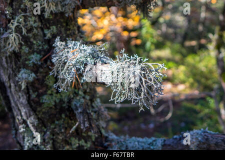 Renne gris lichen growing on tree branch, Banque D'Images