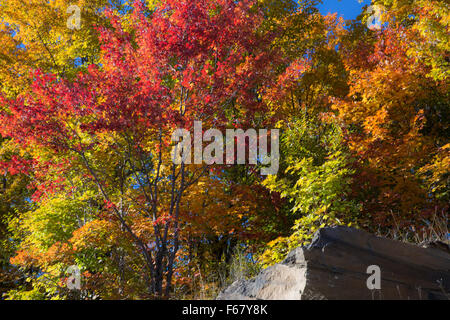 Des couleurs d'Automne dans le parc provincial Algonquin en octobre 2015 Banque D'Images