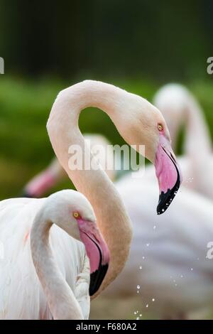 Flamingo head shot Banque D'Images