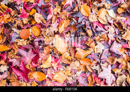 Tapis de tombé liquidambar (Liquidambar styraciflua) et le hêtre (Fagus sylvatica) feuilles à l'automne, en Angleterre Banque D'Images