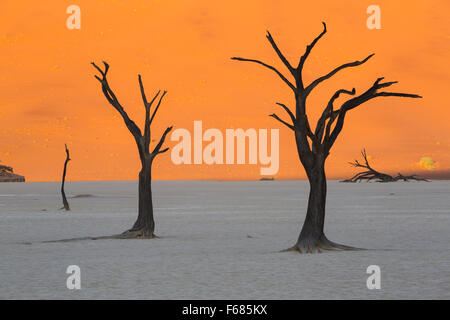 Chameau desséchée-arbres épineux à Deadvlei au lever du soleil, la Namibie, l'Afrique Banque D'Images