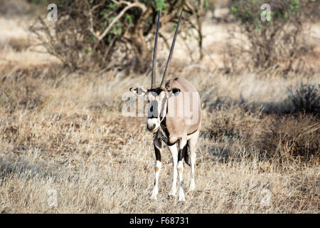 L'Afrique de l'antilope oryx est mange de l'herbe dans la steppe du Kenya. Banque D'Images