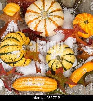 Angle de vue élevé couvert de neige encore automne objets vie composé d'un assortiment de courges, citrouilles et feuilles de chêne sur woo rustique Banque D'Images