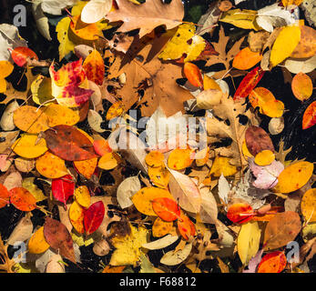 Aléatoirement des feuilles aux couleurs automnales flottant dans un bassin d'eau. Fond noir Banque D'Images