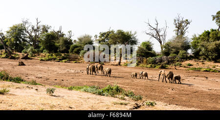 Un groupe d'éléphants sont la marche dans une rivière à sec et à l'eau. La chaleur de l'Afrique juste séché tout. Banque D'Images