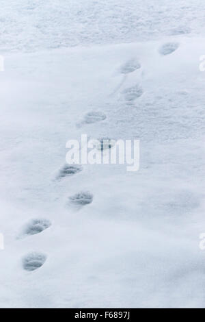 Les voies d'un ours blanc dans la neige / Ursus maritimus Banque D'Images