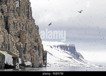 Falaises d'oiseaux Alkefjellet, habitées par des Guillemots de Brünnich Guillemot de Brünnich ou, Hinlopenstretet, Spitsbergen Island Banque D'Images