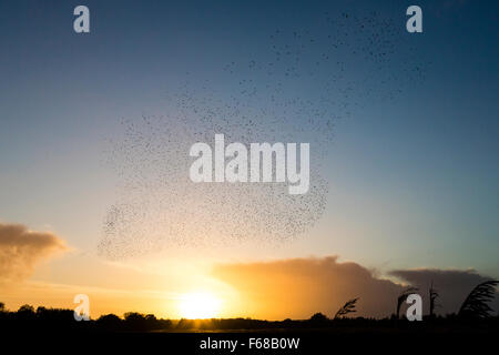 Les niveaux de Somerset, Royaume-Uni. 13 novembre, 2015. Les niveaux de Somerset, Royaume-Uni. Starling murmuration devant le coucher du soleil. Crédit : Dave Stevenson/Alamy Live News Banque D'Images