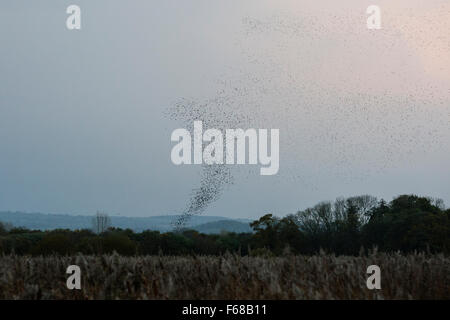 Les niveaux de Somerset, Royaume-Uni. 13 novembre, 2015. Les niveaux de Somerset, Royaume-Uni. Starling murmuration en forme d'entonnoir. Crédit : Dave Stevenson/Alamy Live News Banque D'Images