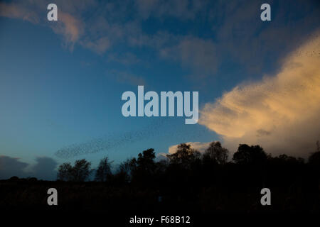 Les niveaux de Somerset, Royaume-Uni. 13 novembre, 2015. Les niveaux de Somerset, Royaume-Uni. Starling murmuration au coucher du soleil. Crédit : Dave Stevenson/Alamy Live News Banque D'Images