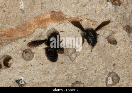 Abeille abeille maçonne, mur, mortier, abeille Megachile parietina Schwarze, Mörtelbiene parietinum Chalicoderma, Chalicodoma muraria, Banque D'Images