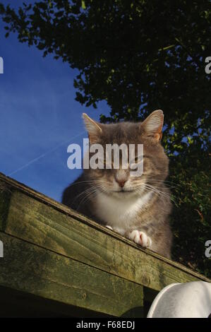 Chat en colère Banque D'Images