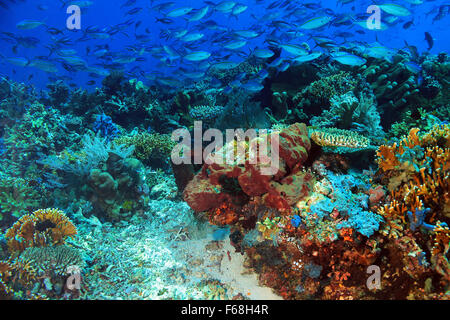 Bleu et or de l'école de fusiliers (Caesio Caerulaurea) sur un récif de corail. Komodo, Indonésie Banque D'Images