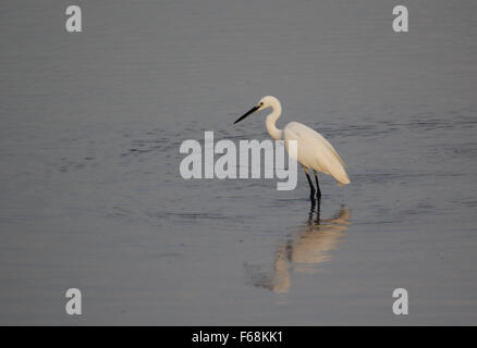 Bintan, Indonésie, Îles Riau. 13Th Nov, 2015. BINTAN, INDONÉSIE - 13 NOVEMBRE : l'aigrette garzette (Egretta garzetta) vu dans la forêt de mangrove le 13 novembre 2015 dans l'île de Bintan, Indonésie. L'aigrette garzette est une espèce de petit héron dans la famille des Ardeidae. Elle niche coloniale, souvent avec d'autres espèces d'oiseaux d'eau, faire un nid de la plate-forme de brindilles dans un arbre, arbuste ou roseaux. Son aire de reproduction est dans les zones humides tropicales à tempérées chaudes dans certaines parties de l'Europe, en Afrique, en Asie et en Australie. Dans les endroits plus chauds, la plupart des oiseaux sont des résidents permanents ; les populations du nord, y compris de nombreux E Banque D'Images