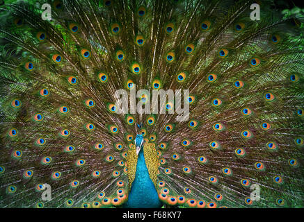 Homme paon indien affiche sa belle queue Banque D'Images