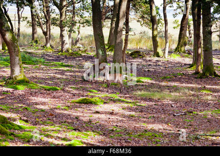 Un cerf Sika femelle fauve et dans les scieries à la RSPB Arne réserver dans le port de Poole, Dorset, Angleterre. Banque D'Images