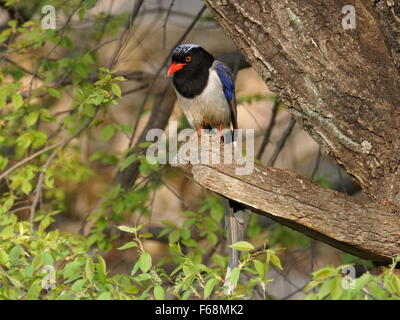 Taiwan blue magpie, Urocissa caerulea, Taïwan, magpie magpie bleu taïwanaises, hareldes Banque D'Images