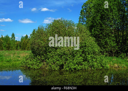 Jardin de printemps. Étang - à terre avec Bush dans l'eau. Banque D'Images