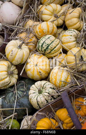 Cucurbita maxima. Le squash et la récolte de citrouille. Banque D'Images