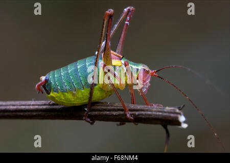 Close up of Cricket Tettigoniidae sauterelle sur un morceau de branche dans la brousse Banque D'Images