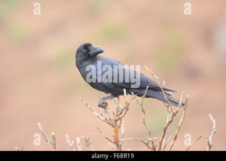 Gros-bec-de-Corbeau (Corvus macrorhynchos) au Japon Banque D'Images