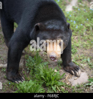 Ours closeup portrait Banque D'Images