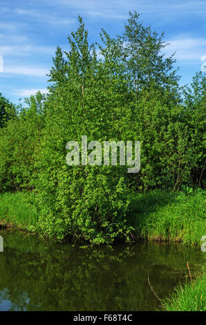 Jardin de printemps. Étang - à terre avec Bush dans l'eau. Banque D'Images