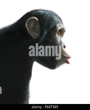 Drôle de visage surpris du chimpanzé isolated on white with clipping path Banque D'Images