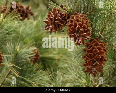 Des branches de pins avec les cônes Banque D'Images