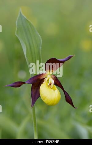 Europaeischer Frauenschuh, Cypripedium calceolus, Lady's Slipper Orchid Banque D'Images