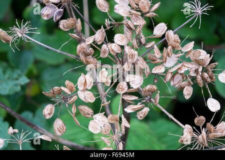 Wild cow parsley, Anthriscus sylvestris, l'ombelle avec graines mûres Banque D'Images