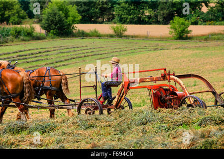 Jeune garçon Amish l'exploitation d'une machine agricole à cheval dans les champs du Wisconsin Banque D'Images