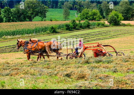 Jeune garçon Amish l'exploitation d'une machine agricole à cheval dans les champs du Wisconsin Banque D'Images