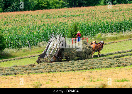 Jeune garçon Amish l'exploitation d'une machine agricole à cheval dans les champs du Wisconsin Banque D'Images