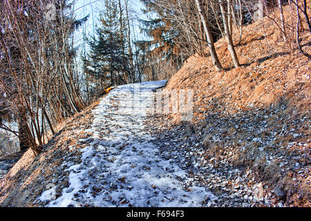 Tapis de feuilles sur le sentier couvert de neige dans une forêt de pins et sapins sur Dolomites montagnes enneigées en hiver Banque D'Images