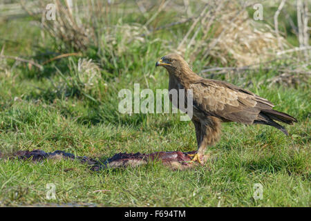 Maennlicher Schreiadler, Aquila pomarina, homme aigle pomarin Banque D'Images