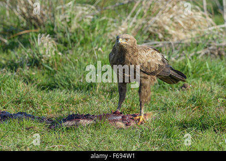 Maennlicher Schreiadler, Aquila pomarina, homme aigle pomarin Banque D'Images