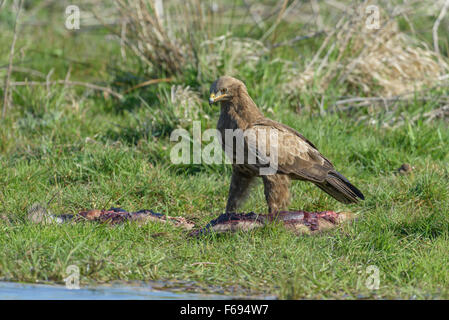 Maennlicher Schreiadler, Aquila pomarina, homme aigle pomarin Banque D'Images