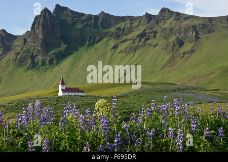 L'église et de domaines de lupin, l'été à Vik, Islande Banque D'Images