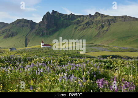 L'église et de domaines de lupin, l'été à Vik, Islande Banque D'Images