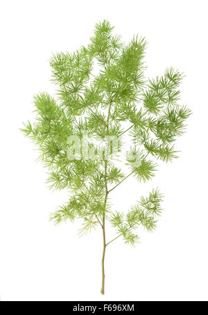 Asparagus setaceus isolated on white Banque D'Images