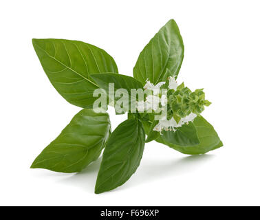 Avec des fleurs de basilic isolé sur fond blanc Banque D'Images