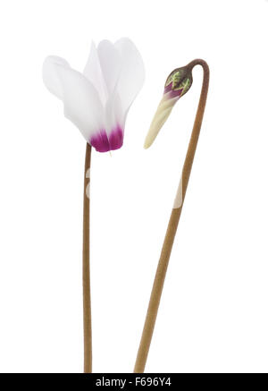 Fleurs de cyclamen isolé sur fond blanc Banque D'Images