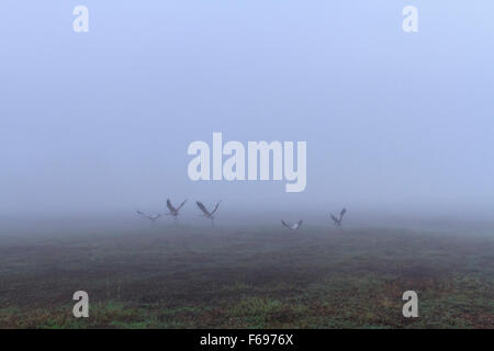 Grue cendrée (Grus grus) dans l'habitat de terres humides, avec le brouillard. Agamon Hula. Vallée de Hula. Israël. Banque D'Images