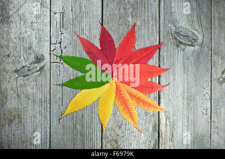 Feuilles aux couleurs automnales sur table en bois en forme d'une étoile Banque D'Images