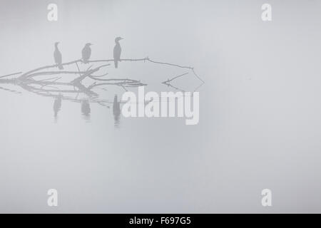 Cormoran pygmée (Turdus pygmaeus) groupe perché sur arbre dans la brume du matin. La réserve naturelle de Hula. Vallée de Hula. Israël. Banque D'Images