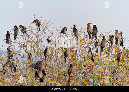 Cormoran pygmée (Turdus pygmaeus) groupe perché sur arbre. La réserve naturelle de Hula. Vallée de Hula. Israël. Banque D'Images