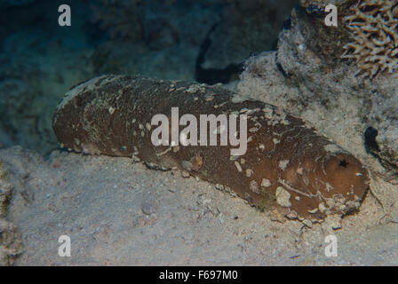 Concombre de mer noire ou concombre de mer de sable (Holothuria atra). L'Egypte, la mer Rouge, Charm el-Cheikh Banque D'Images