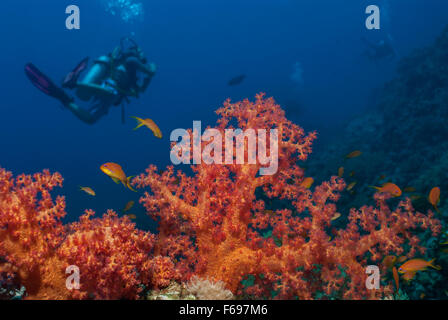 Coraux Mous, Dendronephthya speciosa, Nephtheidae, Mer Rouge, Charm el-Cheikh, Egypte Banque D'Images